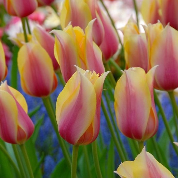 2376_tulipa-blushing-lady-2_1